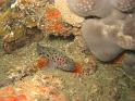 gobie léopard - Thorogobius ephippiatus